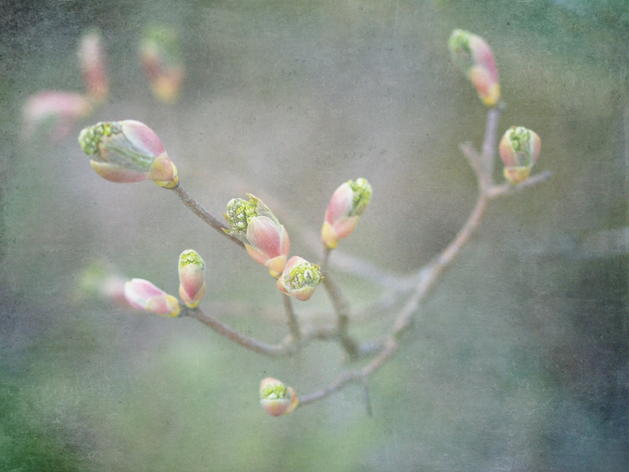 Olympus PEN E-P3 + Olympus M.Zuiko Digital 45mm F1.8 sample photo. Tree buds photography