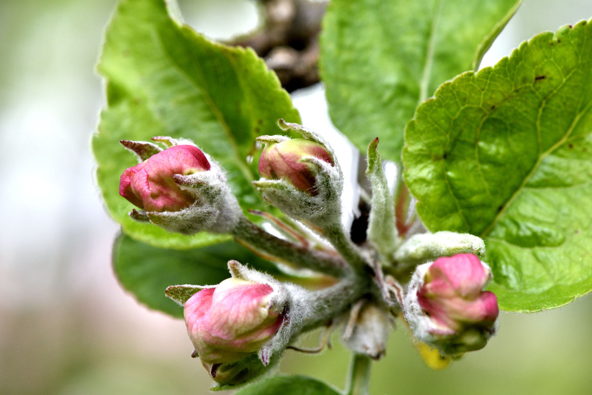Nikon AF-S DX Micro-Nikkor 85mm F3.5G ED VR sample photo. Fleurs de pommier en bourgeons photography