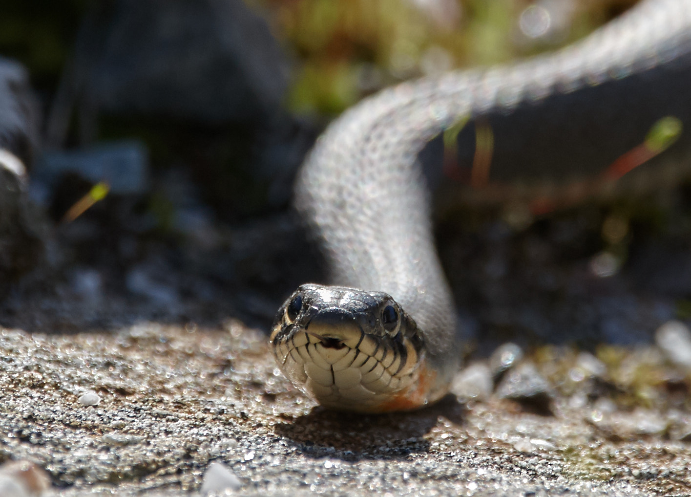 Canon EOS-1D Mark III sample photo. Grass snake approaching photography