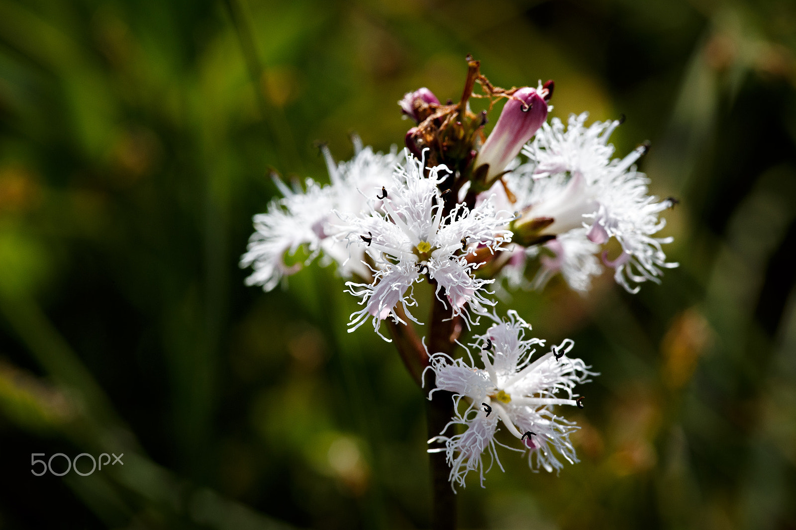 Canon EF 180mm F3.5L Macro USM sample photo. Menyanthes trifoliata photography