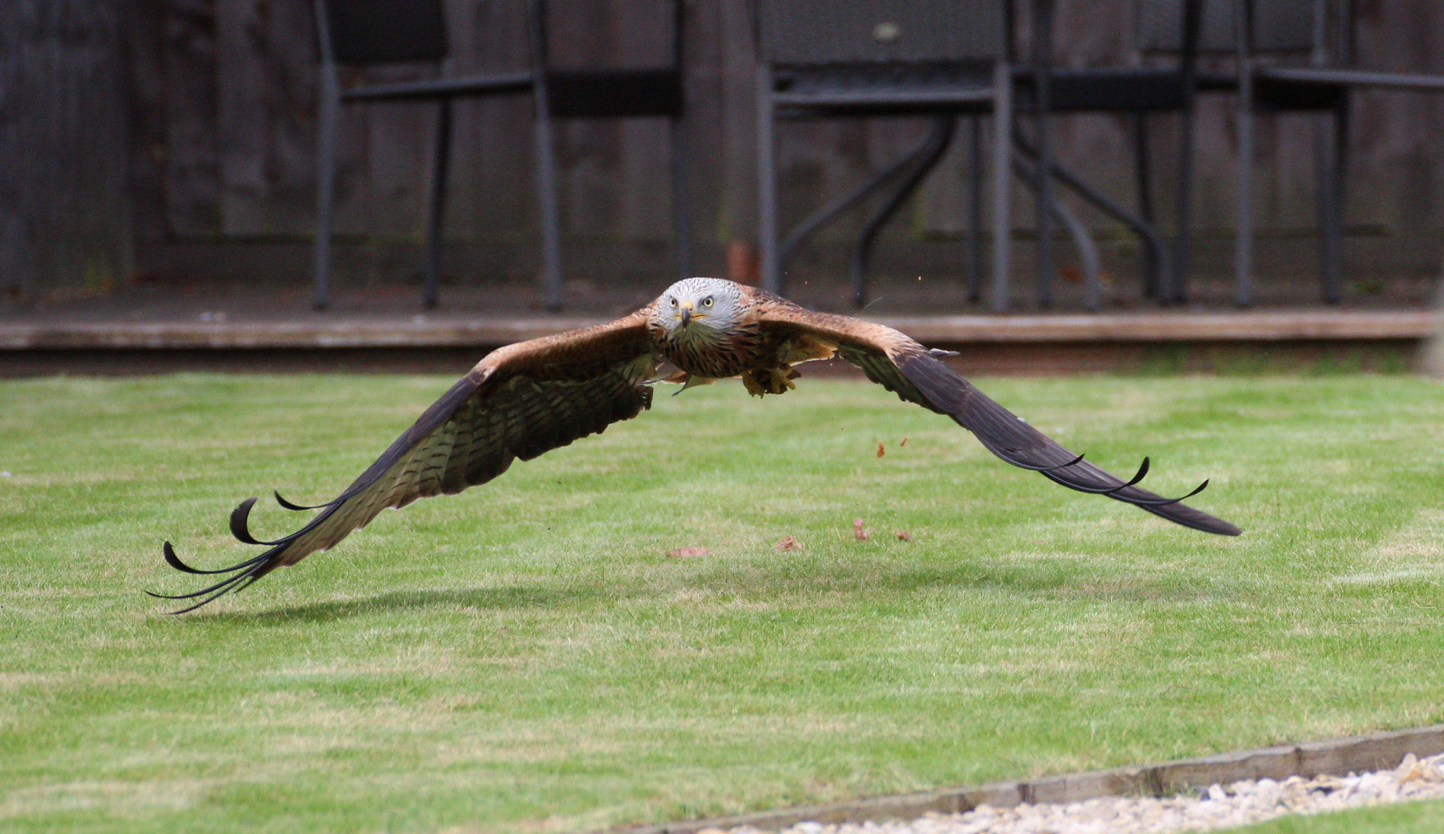 Canon EOS 600D (Rebel EOS T3i / EOS Kiss X5) + Canon 70-300mm sample photo. Red kite in back garden photography