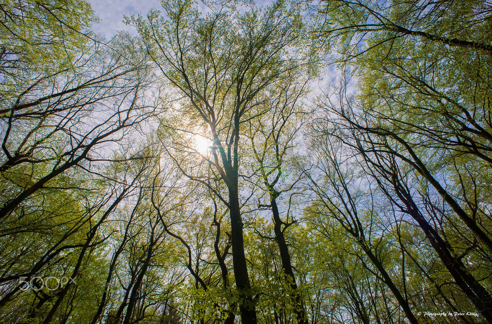 Nikon D600 + AF Nikkor 20mm f/2.8 sample photo. Beautiful spring in forest photography