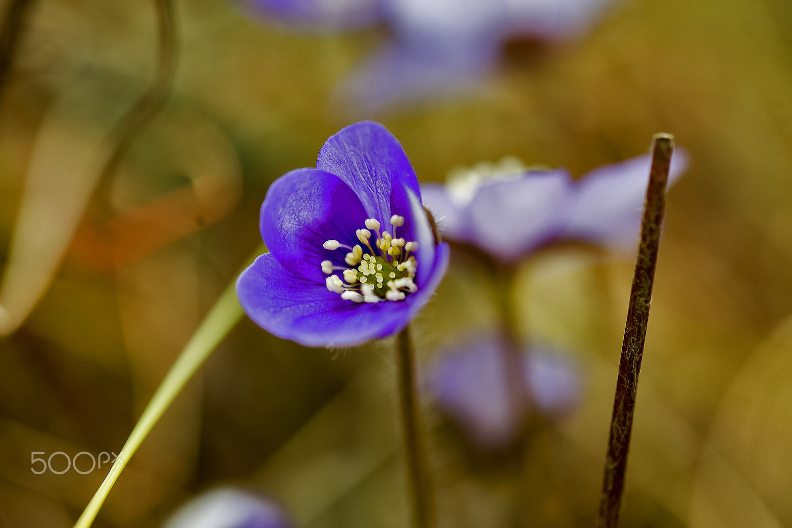 Sigma 150mm F2.8 EX DG OS Macro HSM sample photo. Flower photography