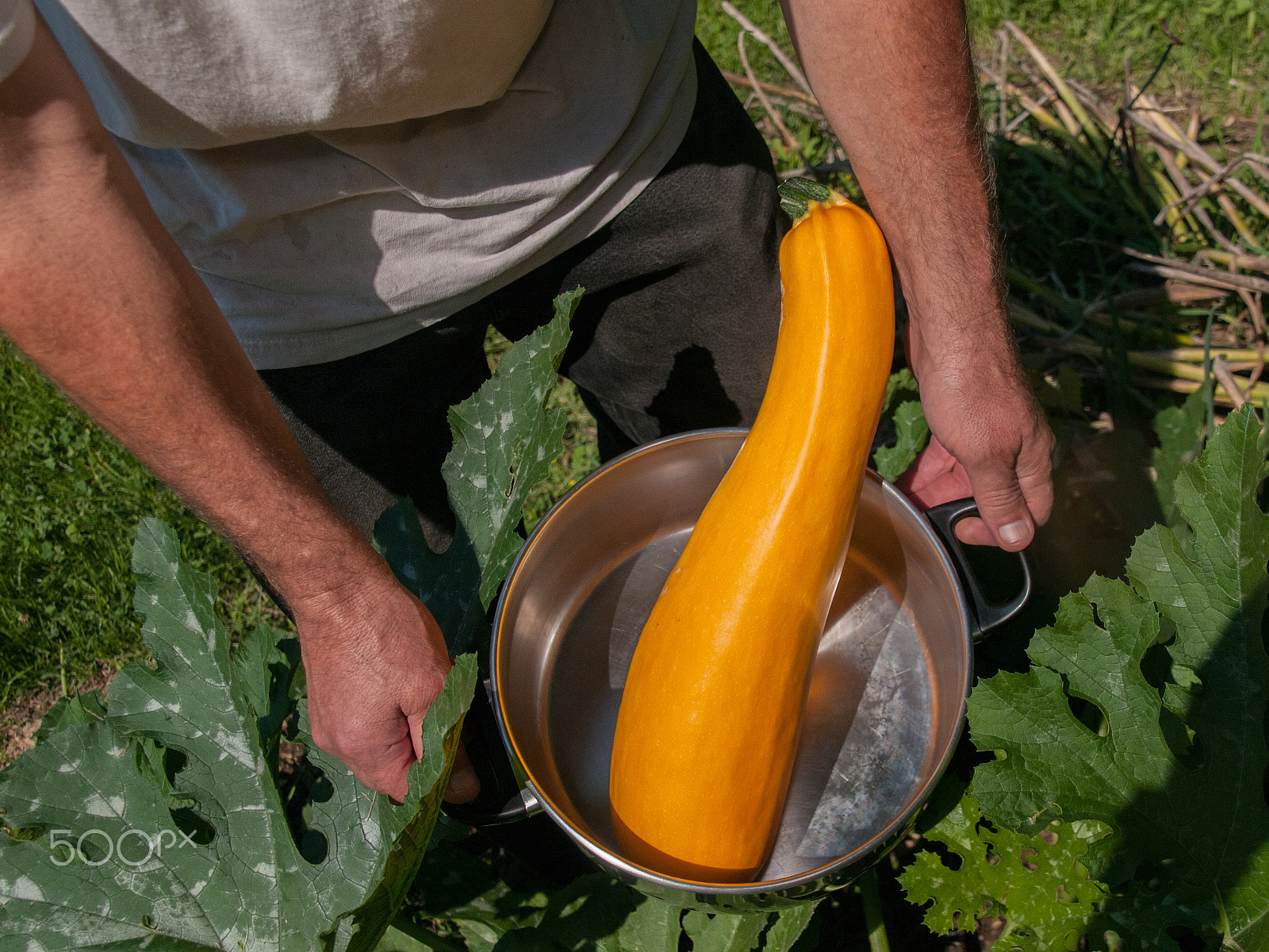 Nikon D300 + Tamron 18-270mm F3.5-6.3 Di II VC PZD sample photo. Fresh picked yellow squash from garden in pan photography