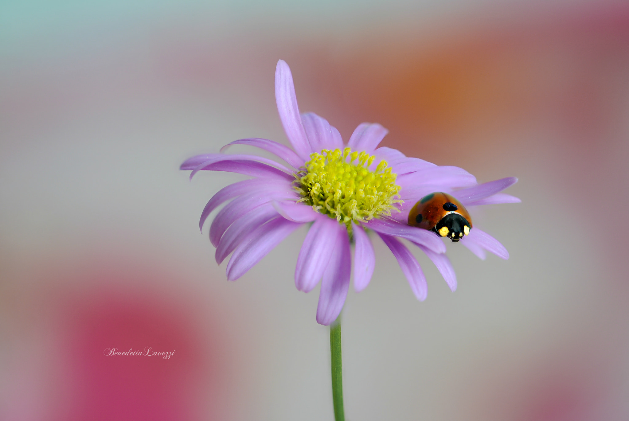 Sigma 105mm F2.8 EX DG OS HSM sample photo. Fly over me photography