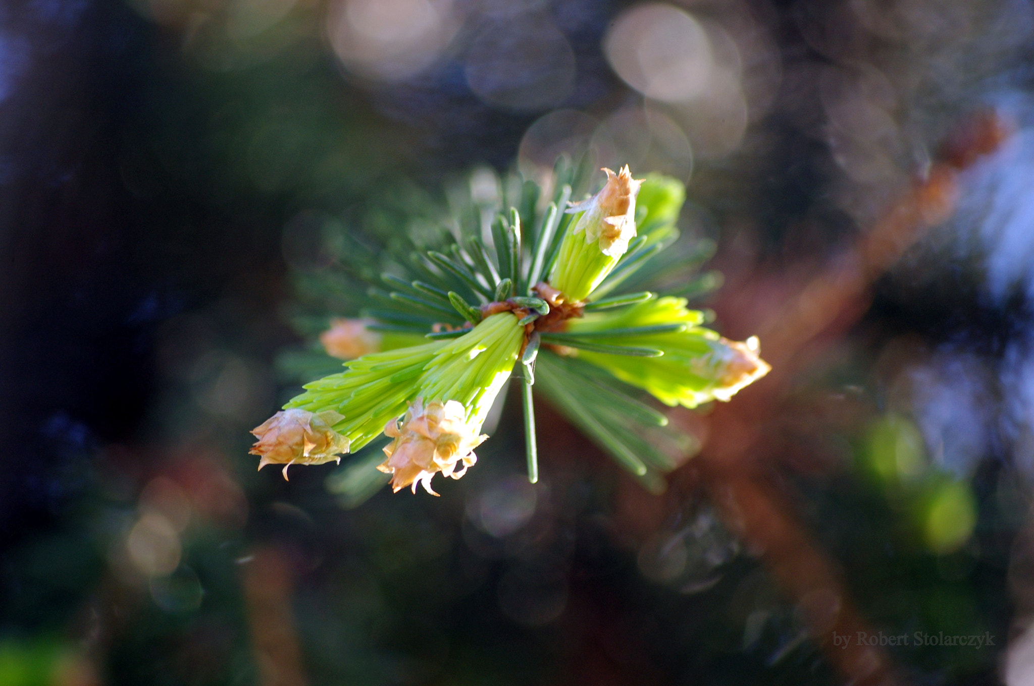 Pentax K-x sample photo. A spruce needle growth photography
