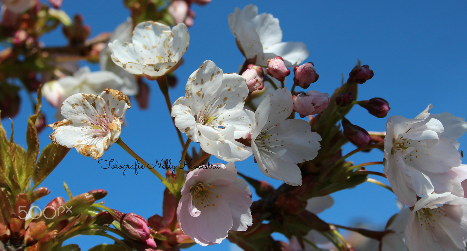 Canon EF-S 18-55mm F3.5-5.6 sample photo. Blossem appletree photography