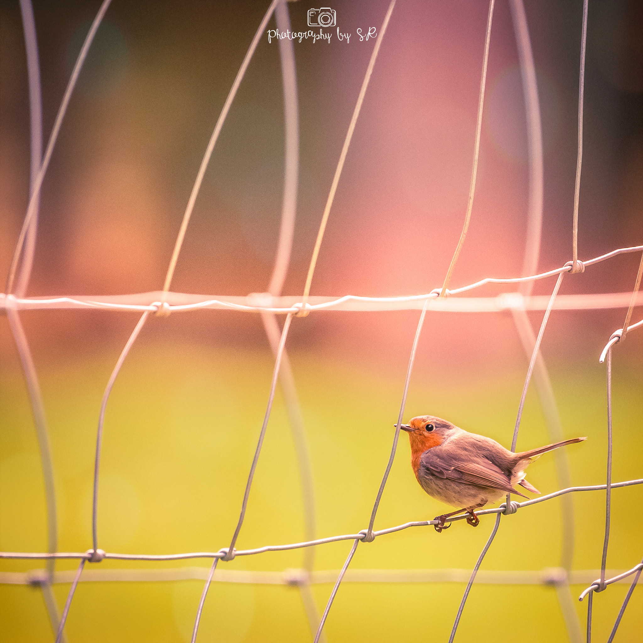 Nikon AF-S Nikkor 200-500mm F5.6E ED VR sample photo. Springtime photography