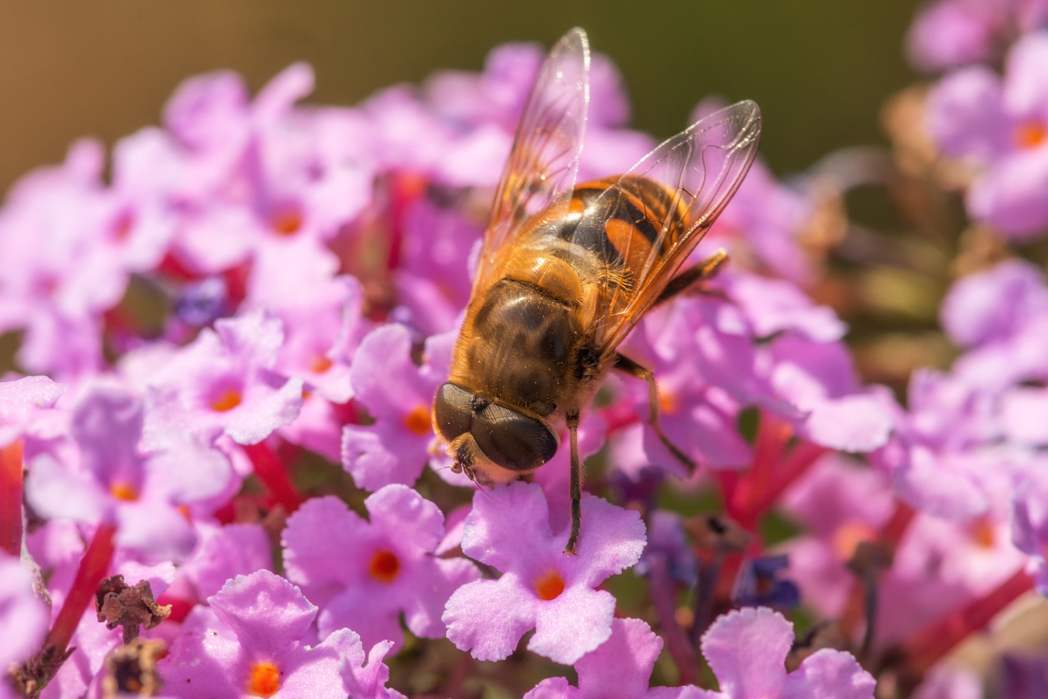 Sony a99 II + Minolta AF 100mm F2.8 Macro [New] sample photo. Hover fly photography