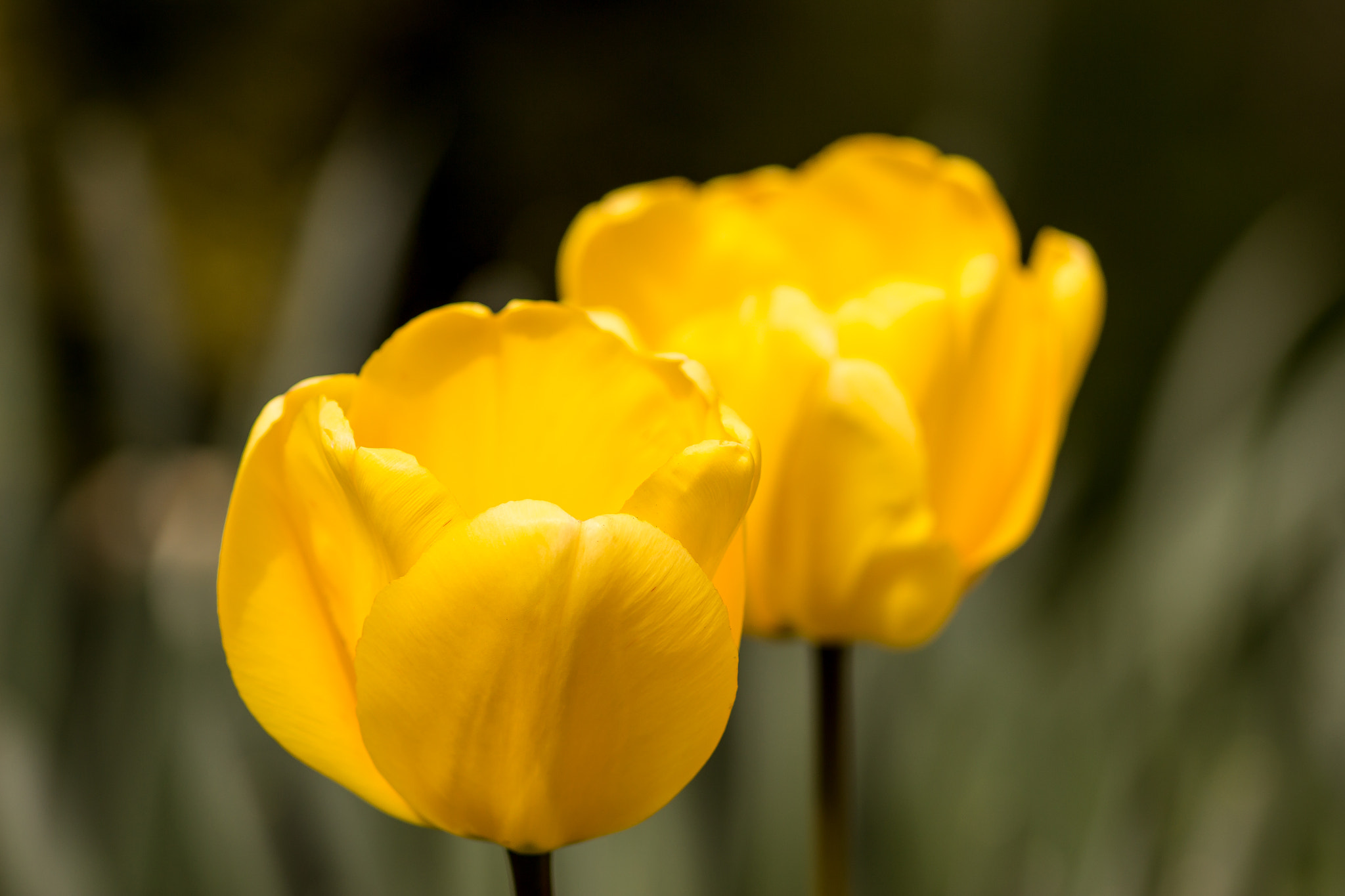 Canon EF 300mm F4L IS USM sample photo. Tulips photography