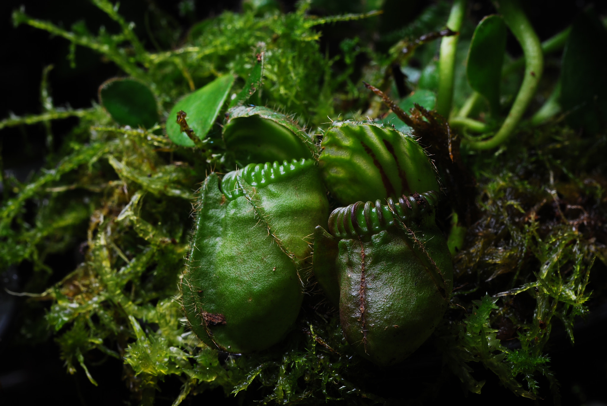 Nikon D80 sample photo. Cephalotus follicularis photography