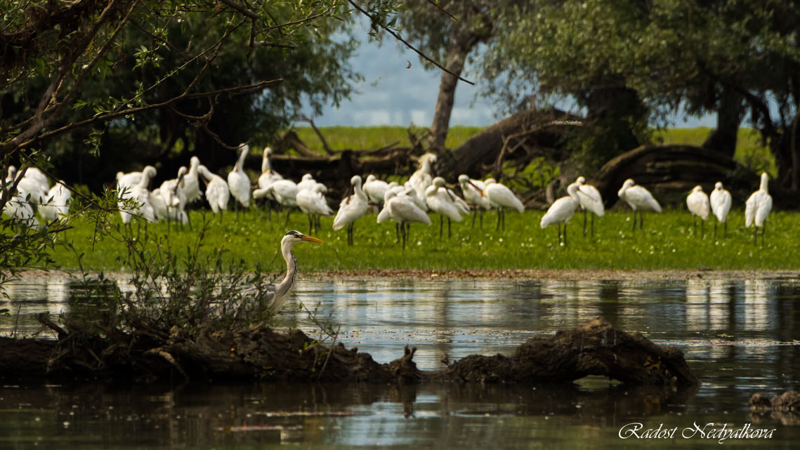 Canon EF 28-300mm F3.5-5.6L IS USM sample photo. Grey heron photography