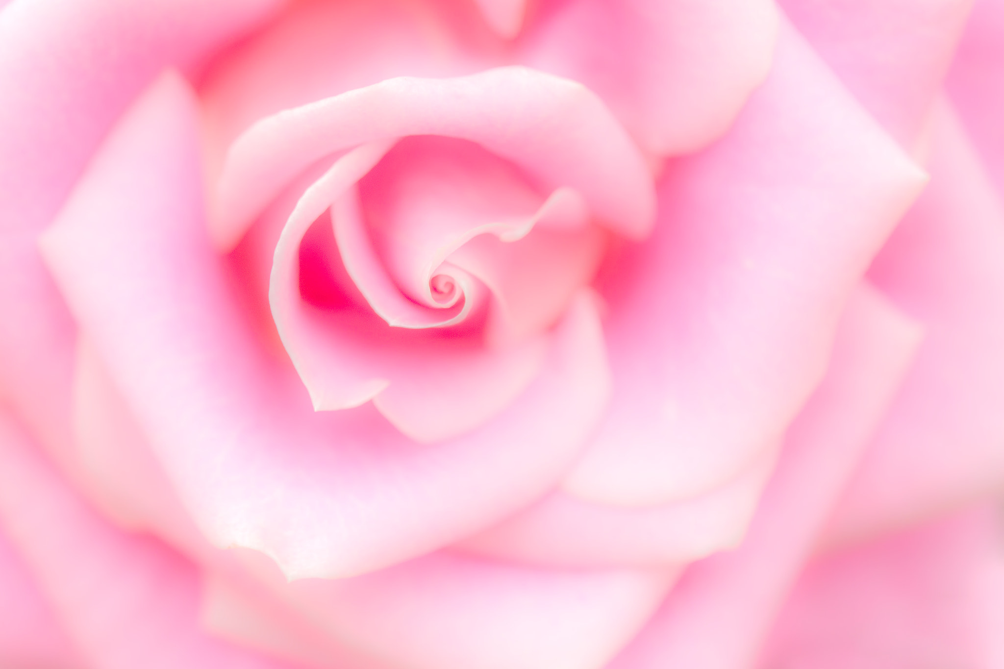 Sony SLT-A99V sample photo. Pink rose photography