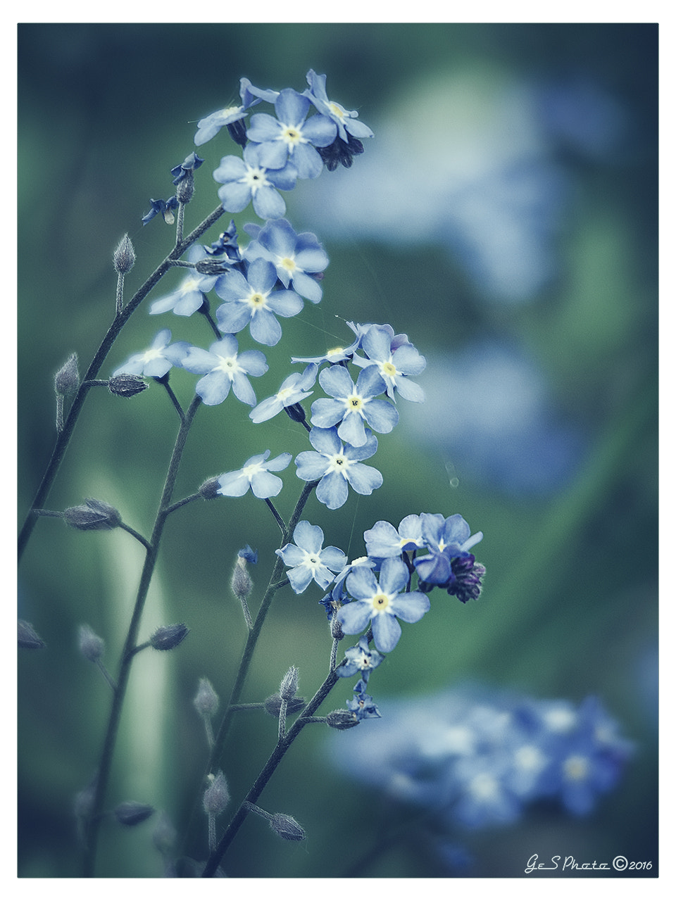Sigma 120-400mm F4.5-5.6 DG OS HSM sample photo. Blue symphony / symphonie en bleu photography