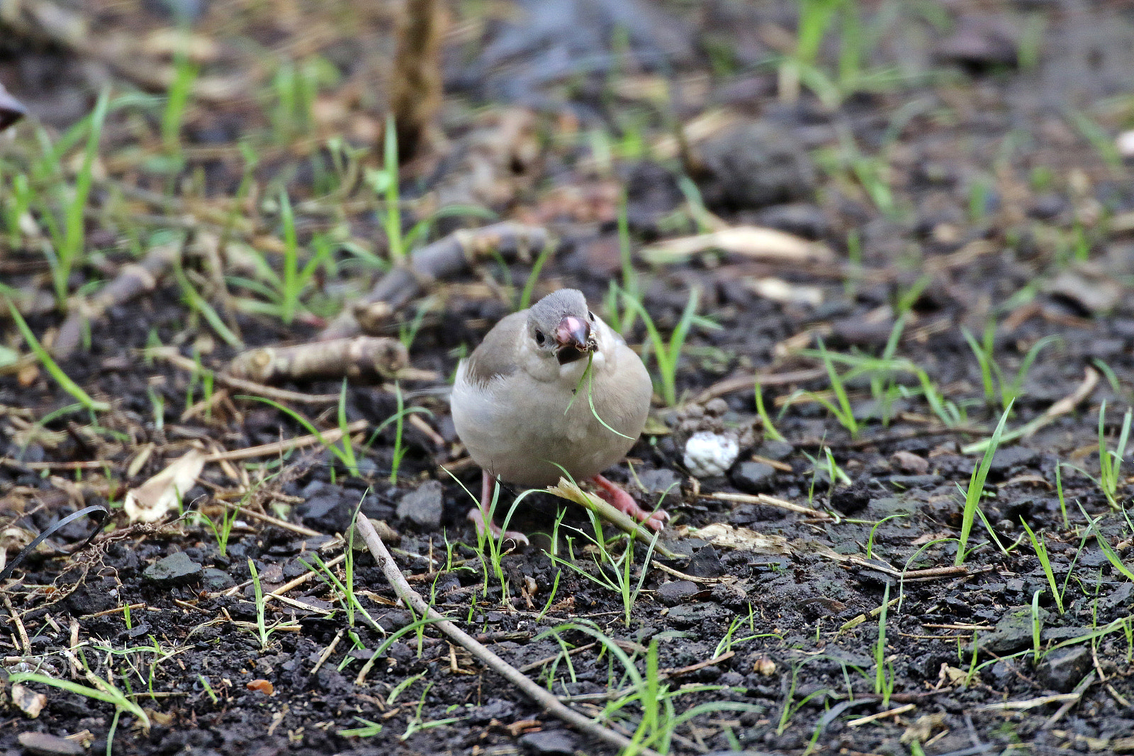 Canon EOS 70D + Sigma 50-500mm F4.5-6.3 DG OS HSM sample photo. Young java sparrow photography