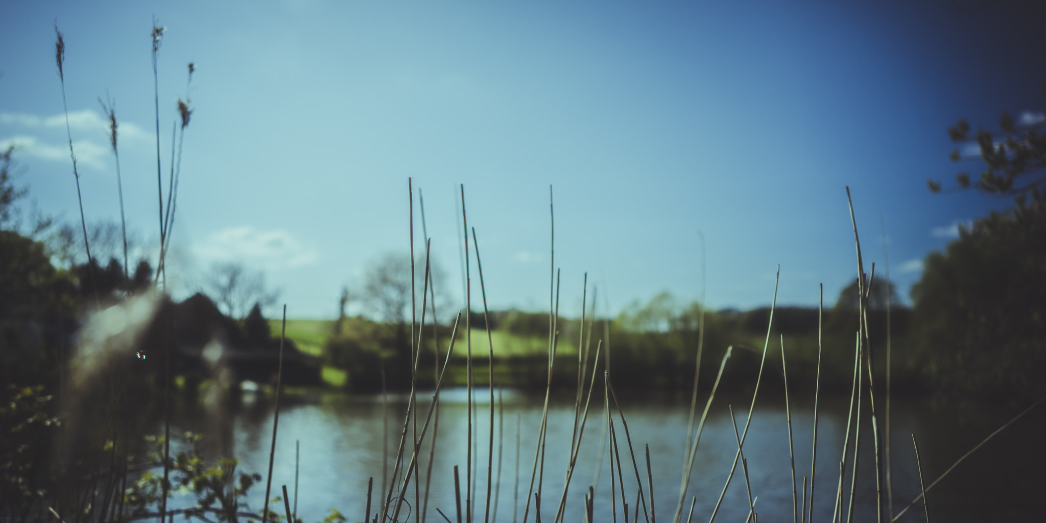 Sony a7R + ZEISS Batis 25mm F2 sample photo. Fishpond 02 photography
