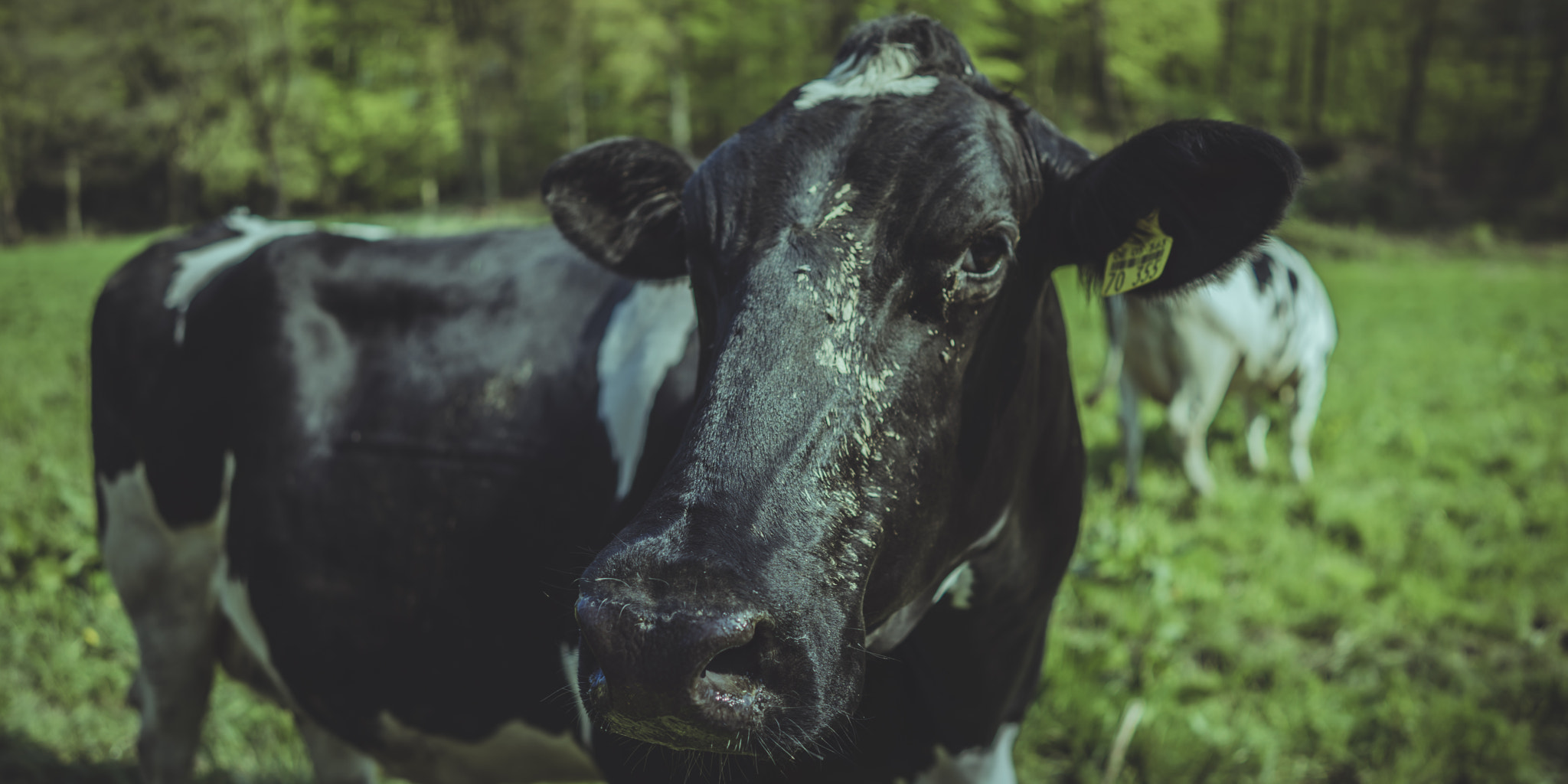 Sony a7R + ZEISS Batis 25mm F2 sample photo. Bovine 01 photography
