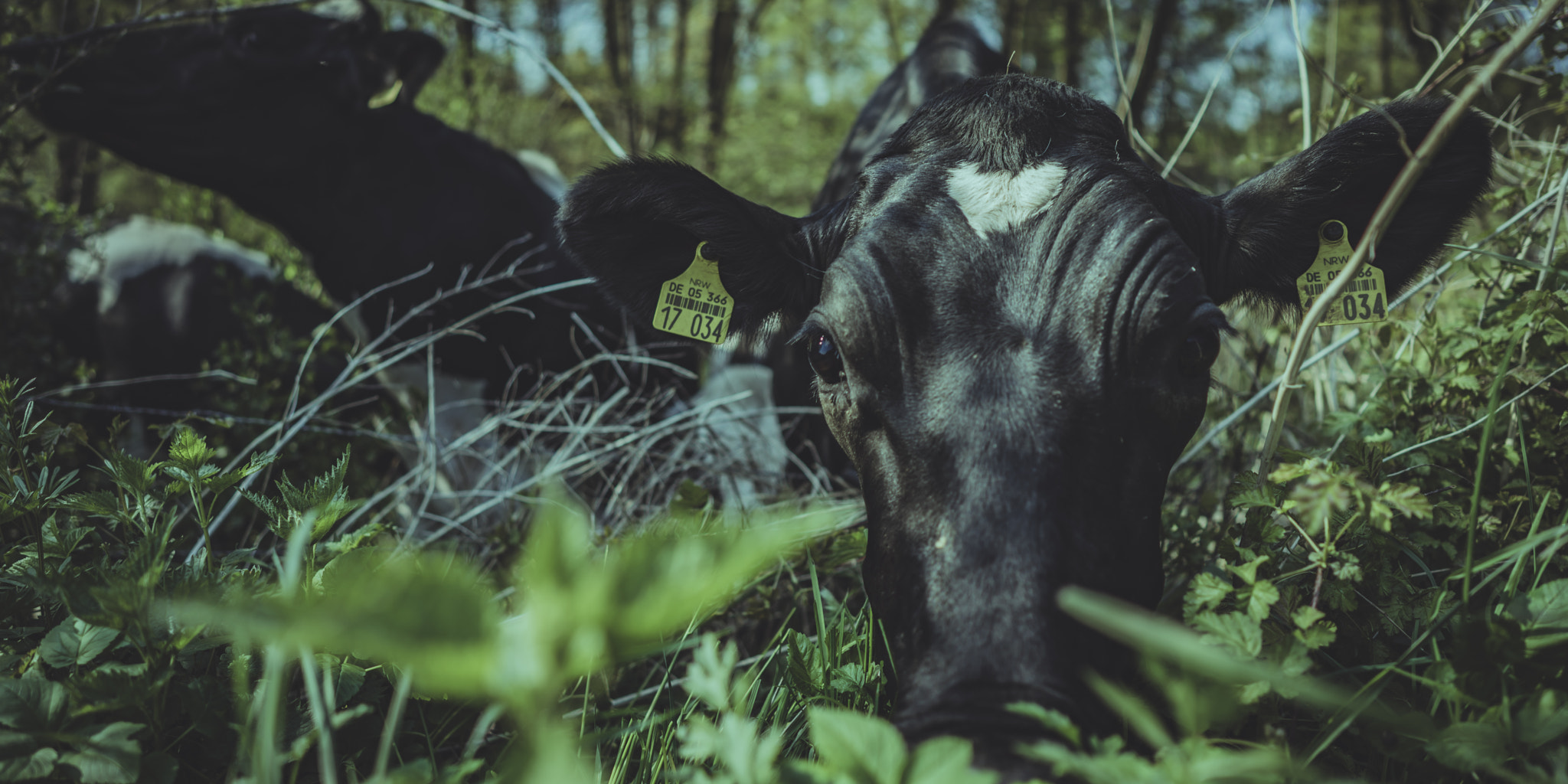 Sony a7R + ZEISS Batis 25mm F2 sample photo. Bovine 02 photography