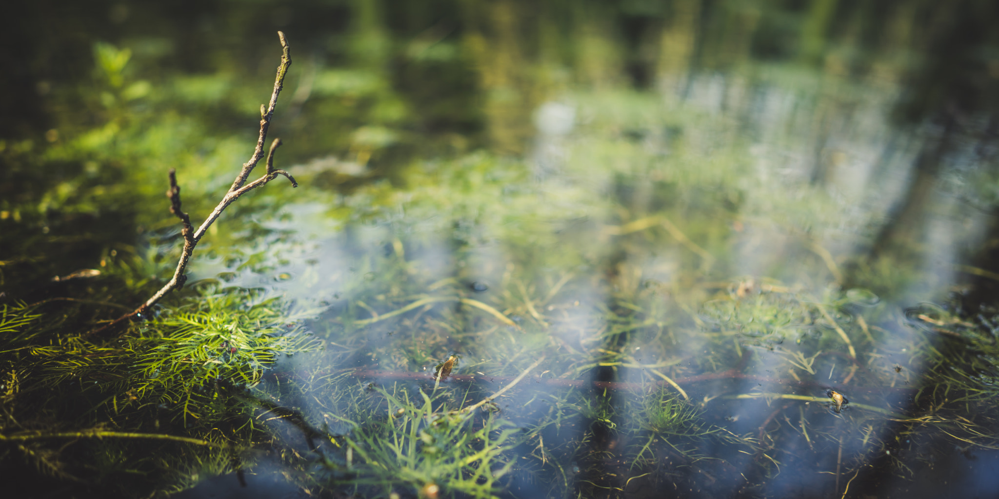 Sony a7R + ZEISS Batis 25mm F2 sample photo. Swamp close up 02 photography