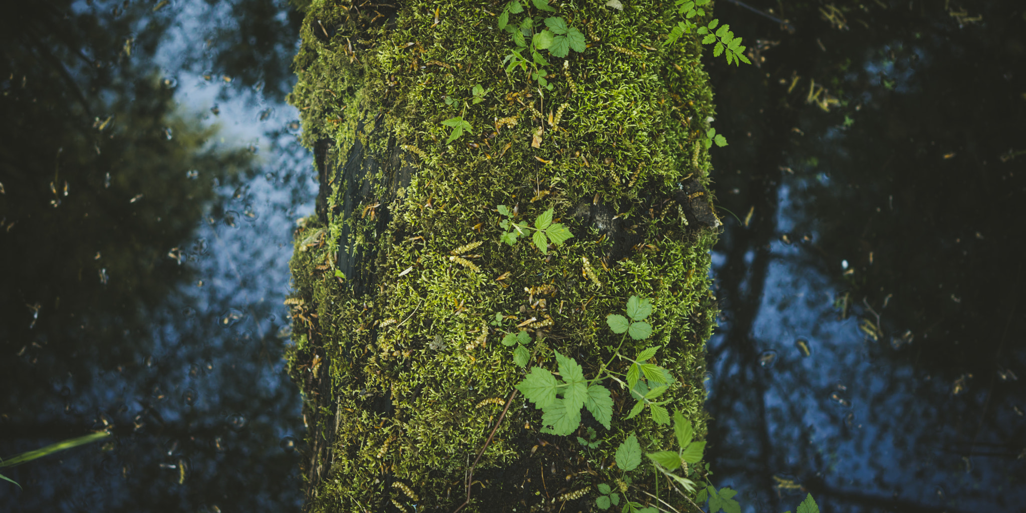 Sony a7R + ZEISS Batis 25mm F2 sample photo. The wooden divider photography