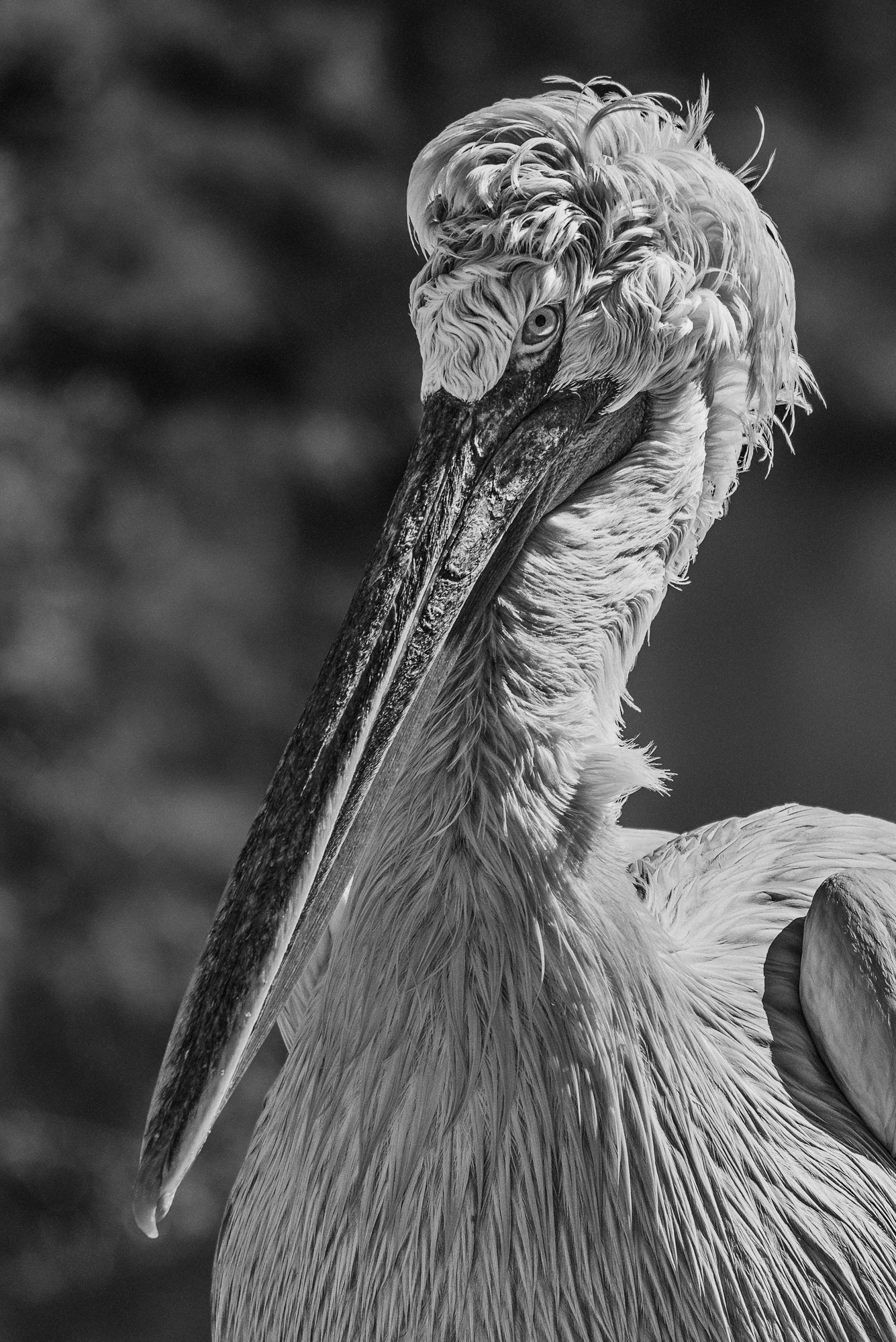 Sigma 150-500mm F5-6.3 DG OS HSM sample photo. Pelican photography