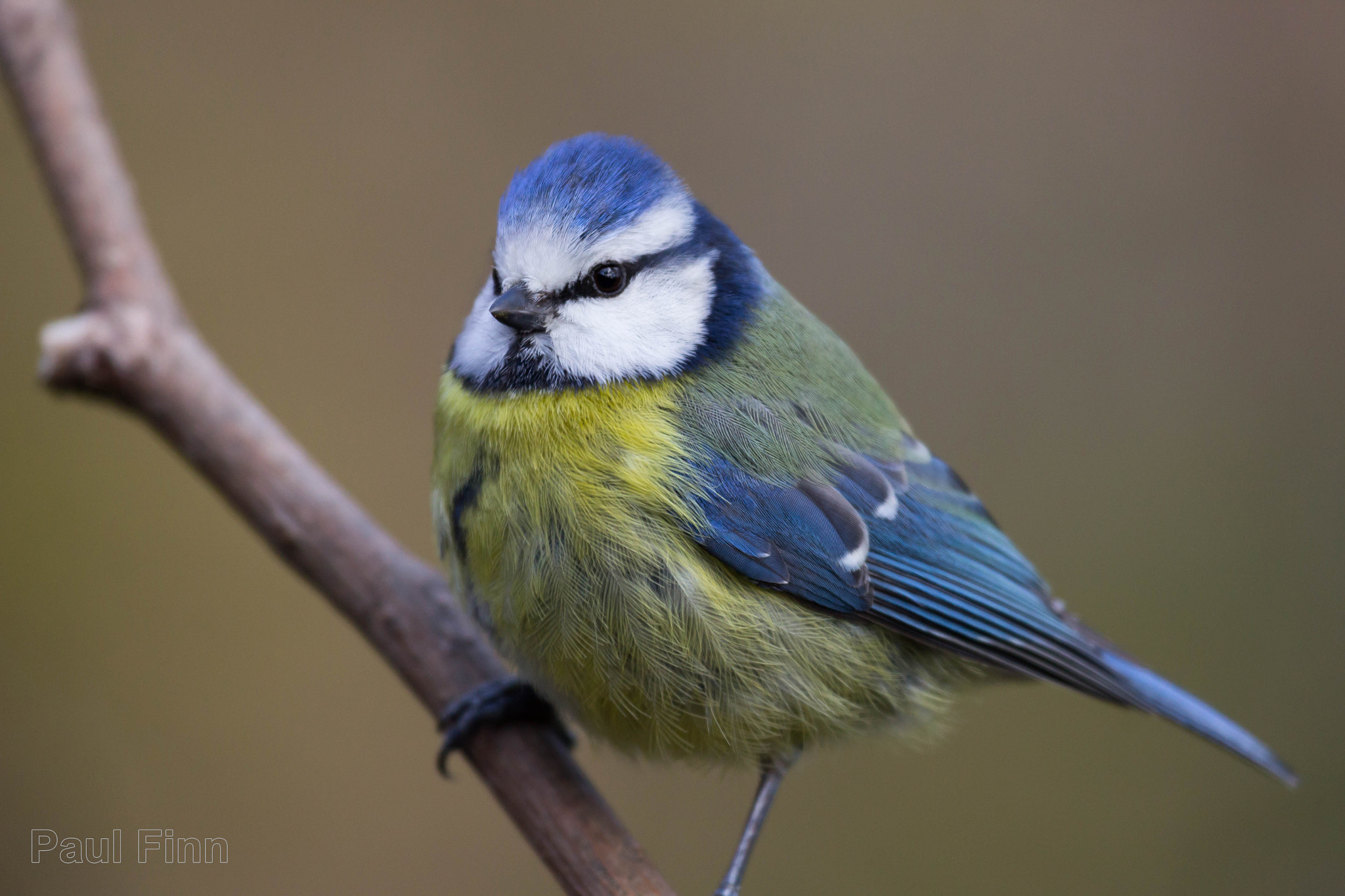 Canon EOS 600D (Rebel EOS T3i / EOS Kiss X5) + Canon EF 100-400mm F4.5-5.6L IS USM sample photo. Blue tit photography