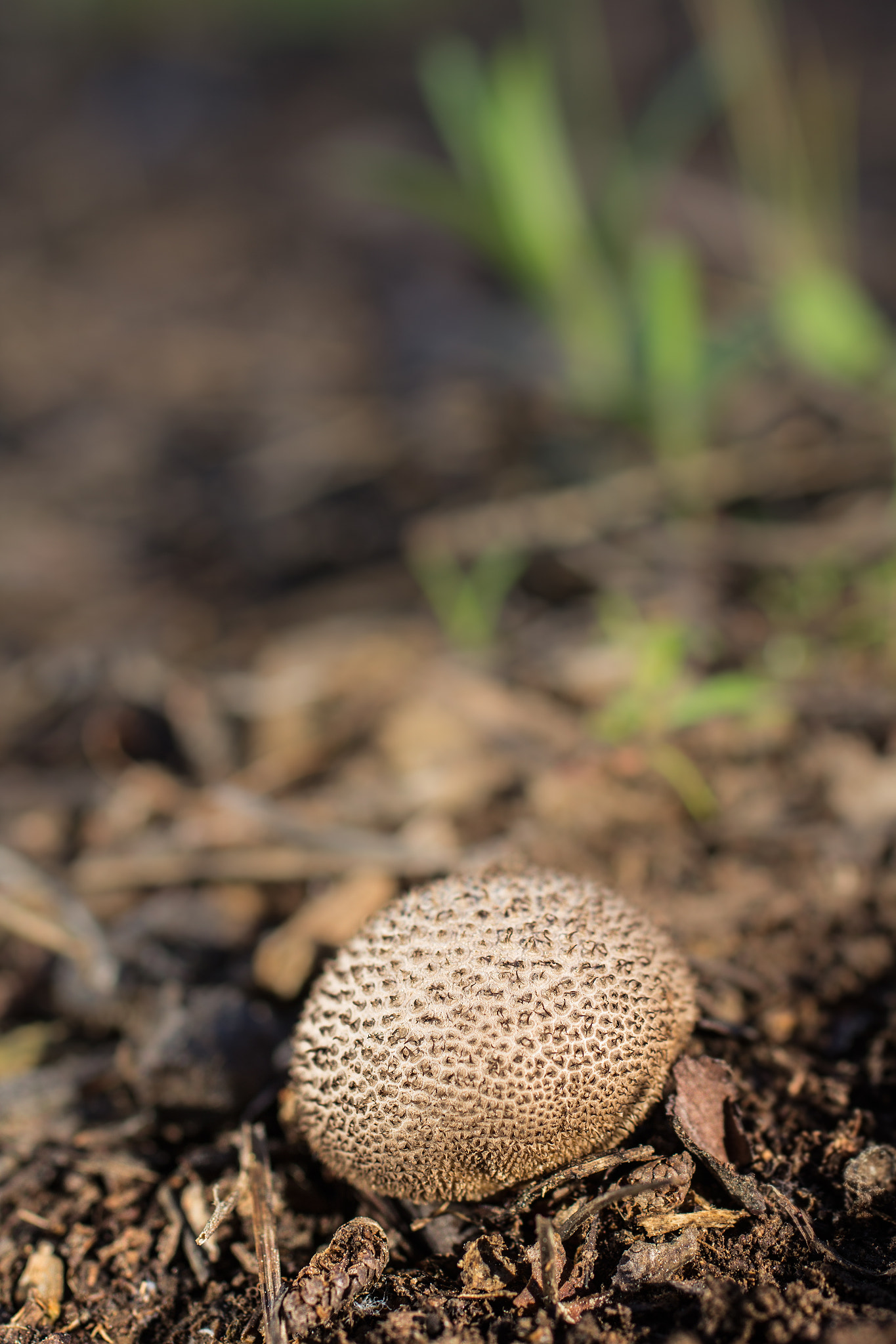 Canon EOS 60D + Sigma 50mm f/2.8 EX sample photo. Lycoperdon perlatum photography