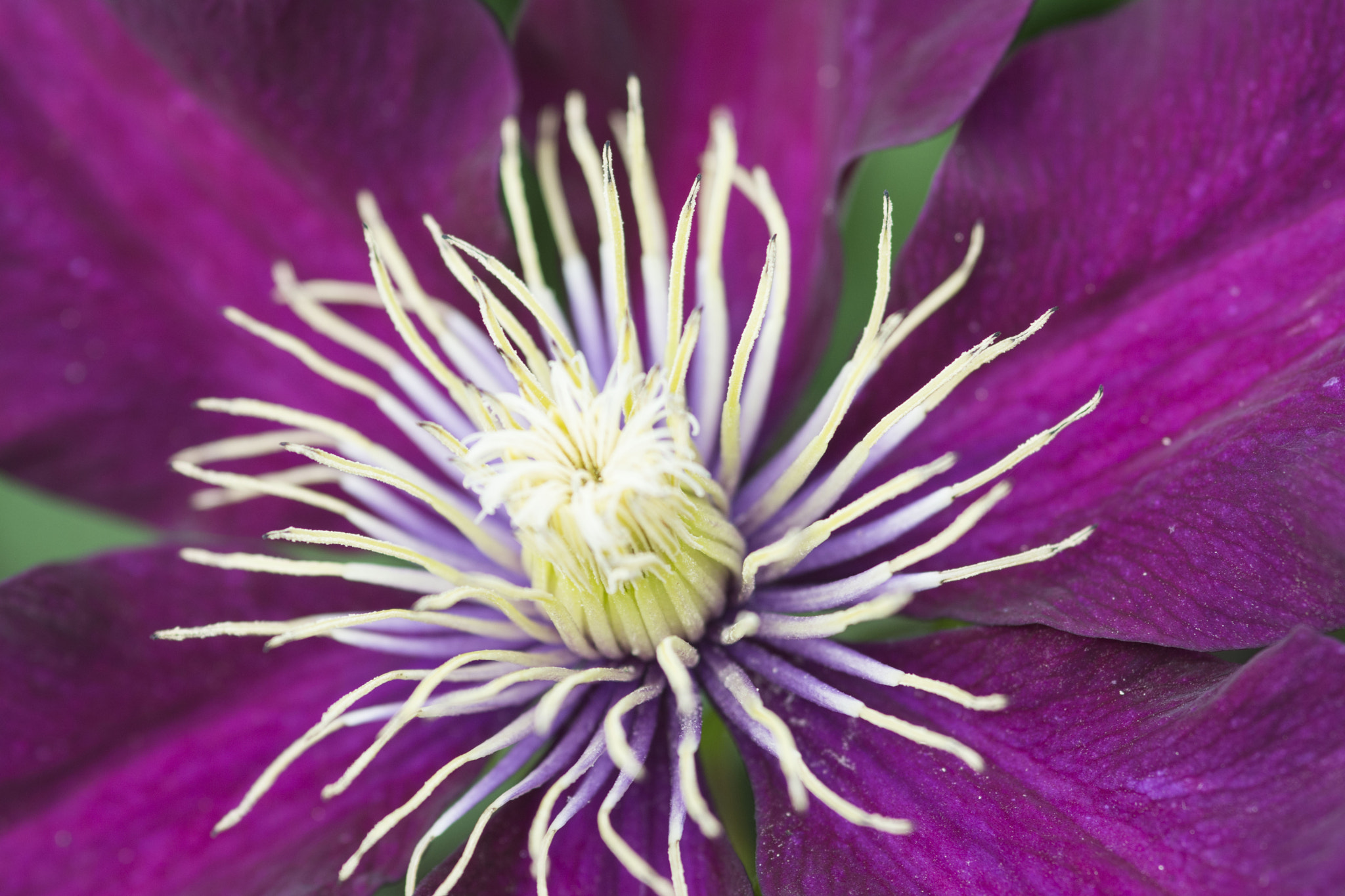 Nikon D7100 + Sigma 105mm F2.8 EX DG Macro sample photo. Purple clematis photography