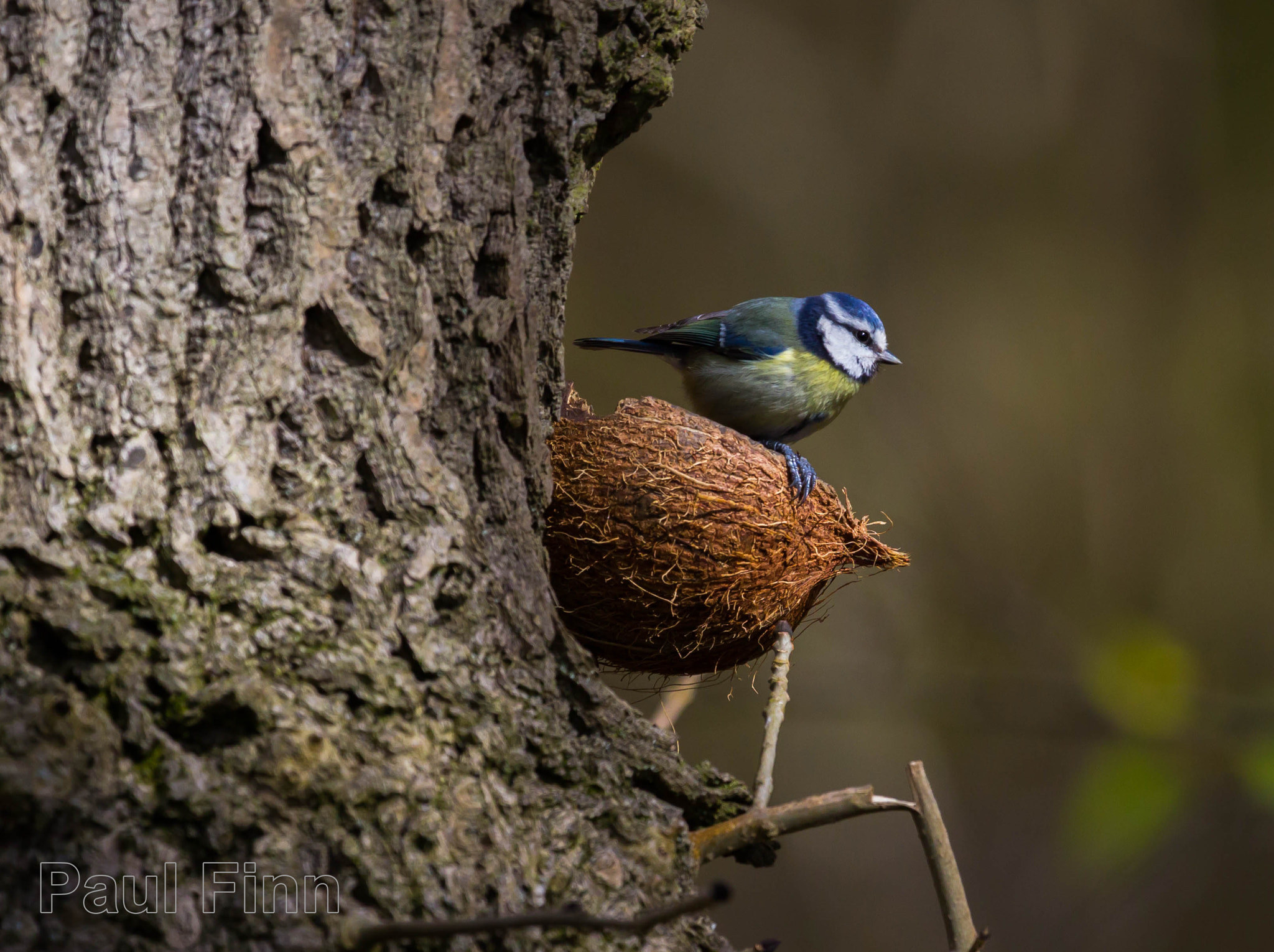 Canon EF 100-400mm F4.5-5.6L IS USM sample photo. Blue tit 2 photography
