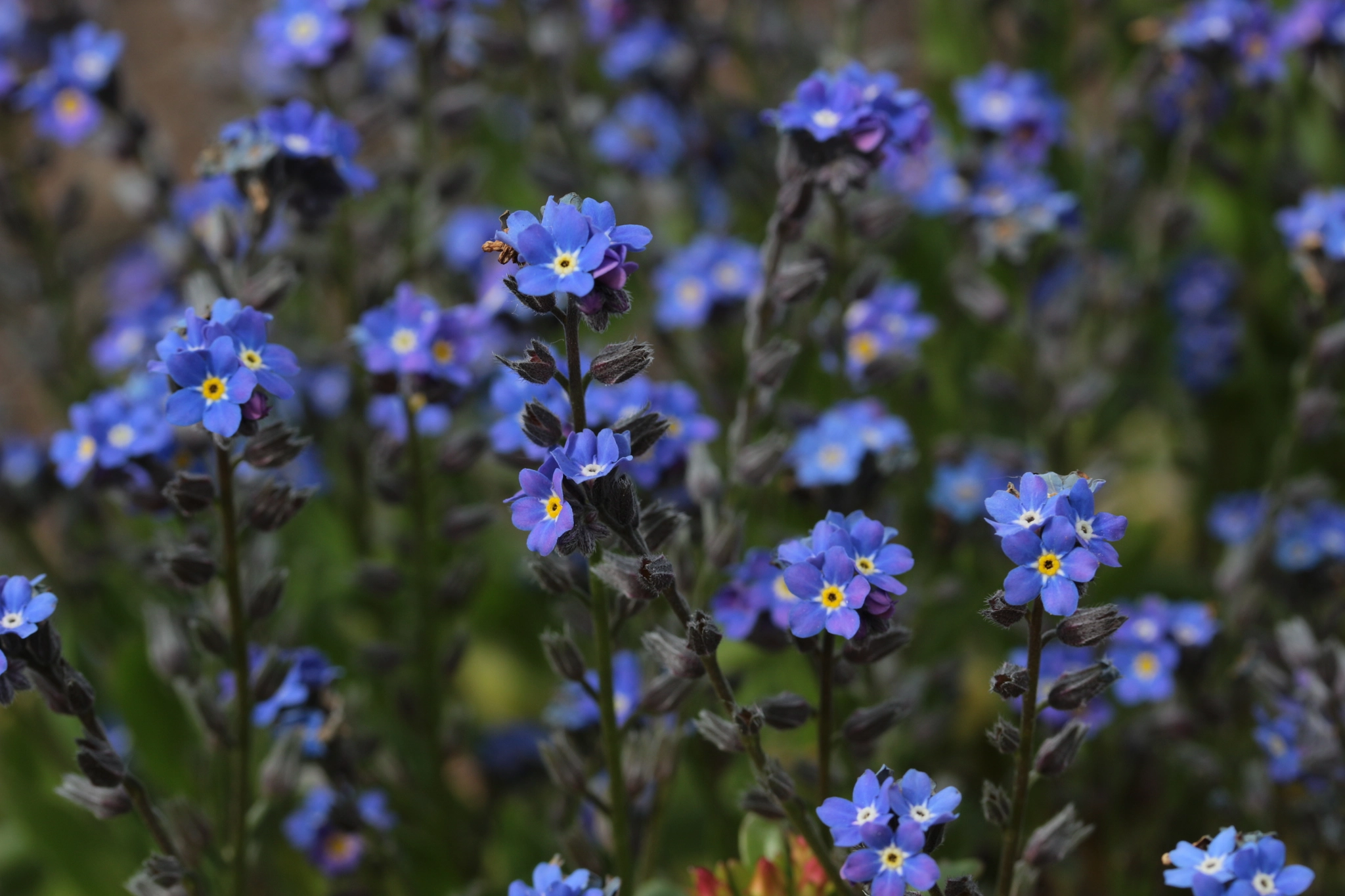 Canon EF-S 60mm F2.8 Macro USM sample photo. Blue photography