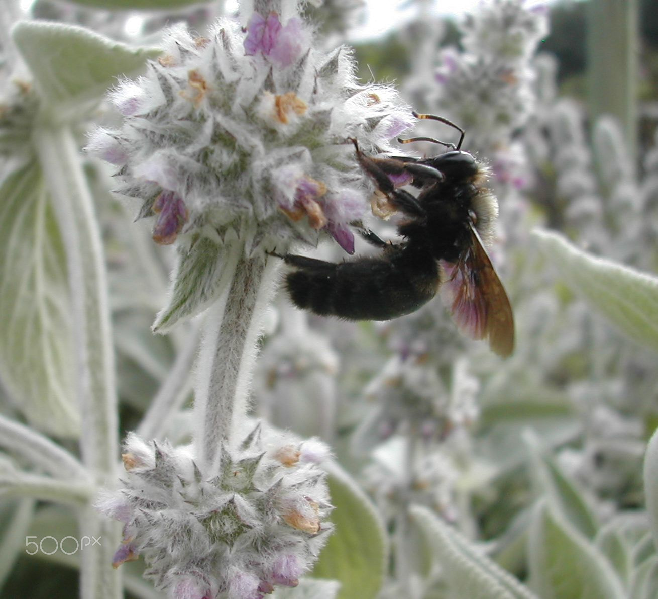 Nikon E775 sample photo. Xylocope sur stachys photography
