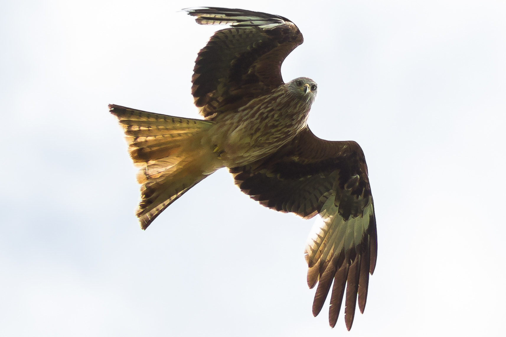 Canon EF 300mm F4L IS USM sample photo. Redkite photography