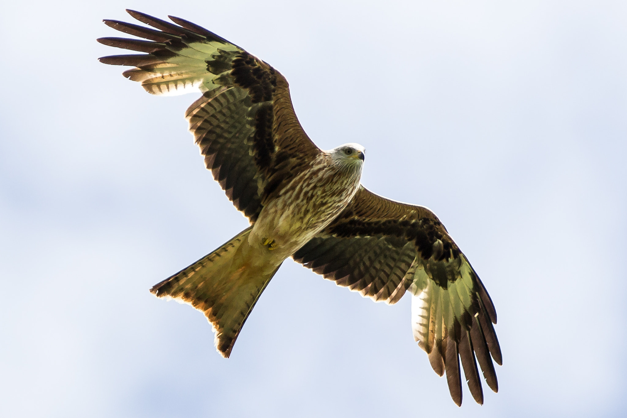 Canon EF 300mm F4L IS USM sample photo. Redkite photography