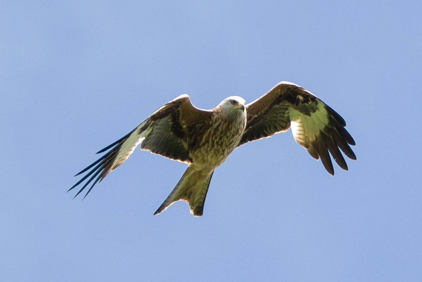 Canon EF 300mm F4L IS USM sample photo. Redkite photography