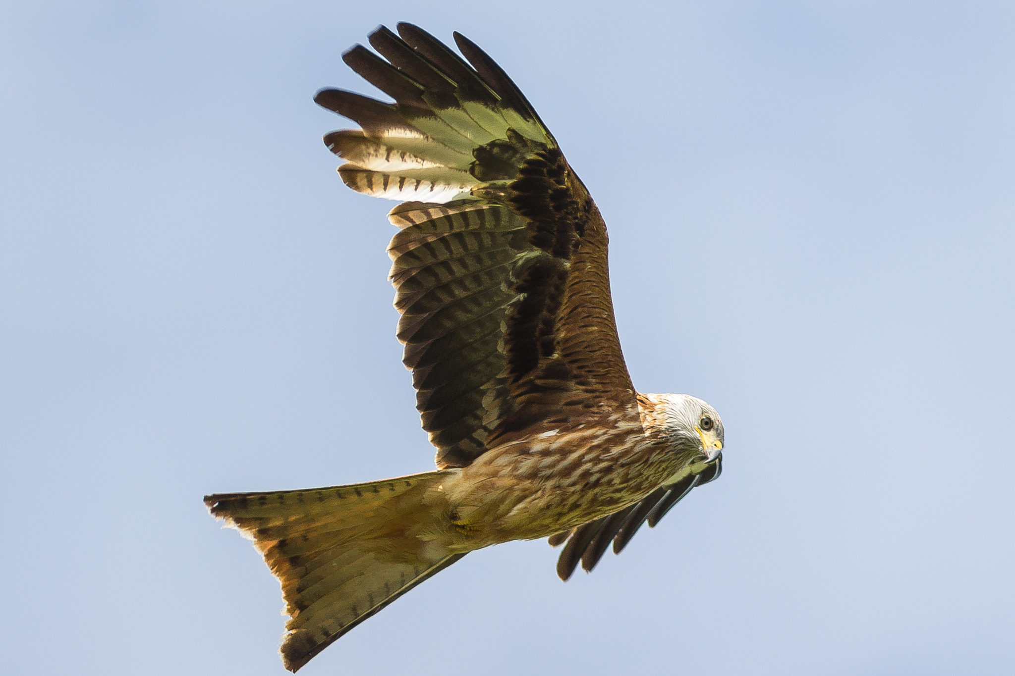 Canon EF 300mm F4L IS USM sample photo. Redkite photography