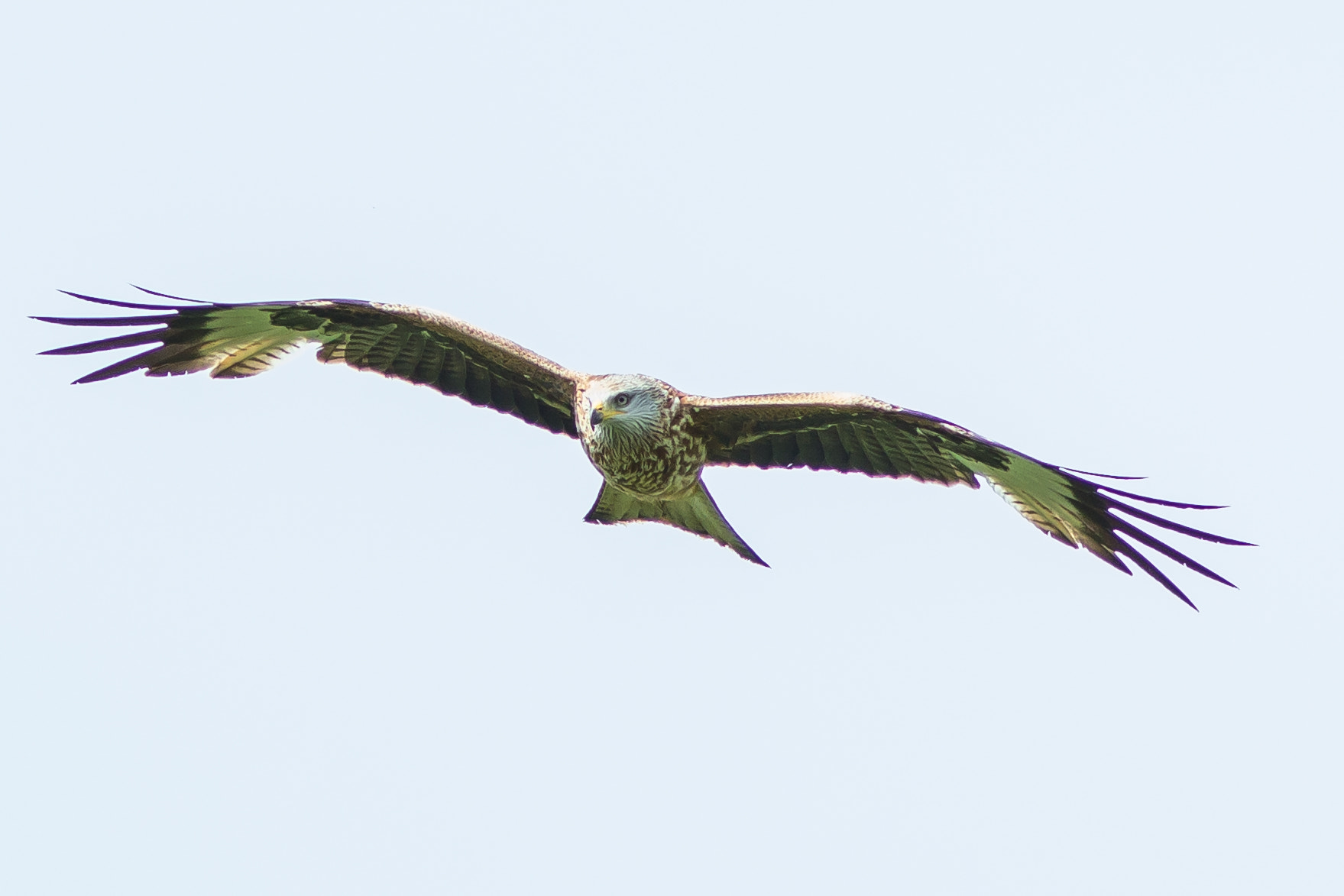 Canon EF 300mm F4L IS USM sample photo. Redkite photography
