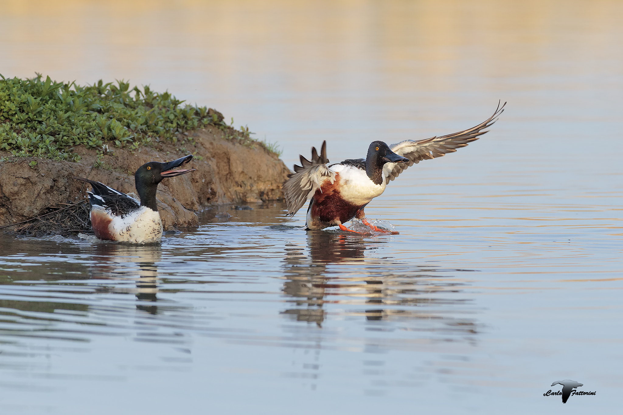 Canon EF 300mm f/2.8L + 1.4x sample photo. Mestoloni photography