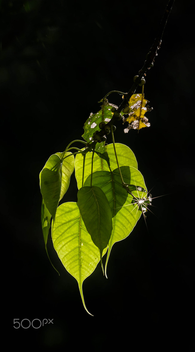 Nikon D7000 + Nikon AF Nikkor 80-400mm F4.5-5.6D ED VR sample photo. Sacred fig leaves photography