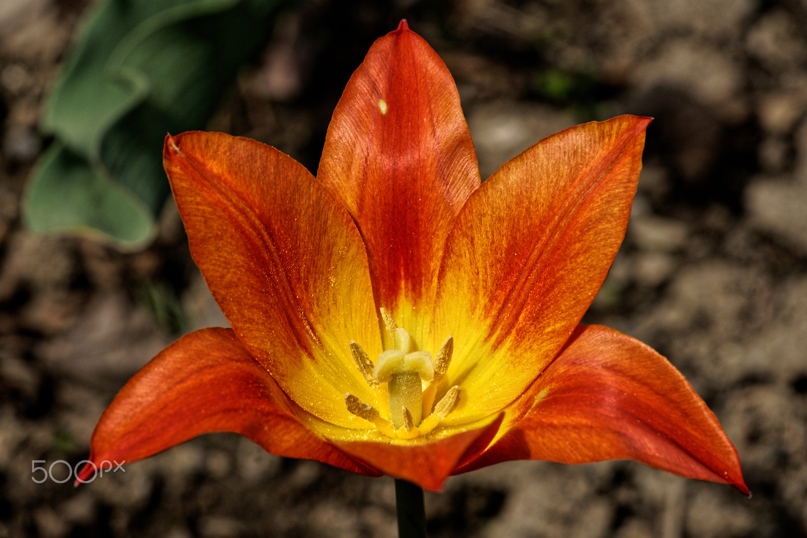 Sony a7R II + Sony FE 90mm F2.8 Macro G OSS sample photo. Tulip open to the sun photography