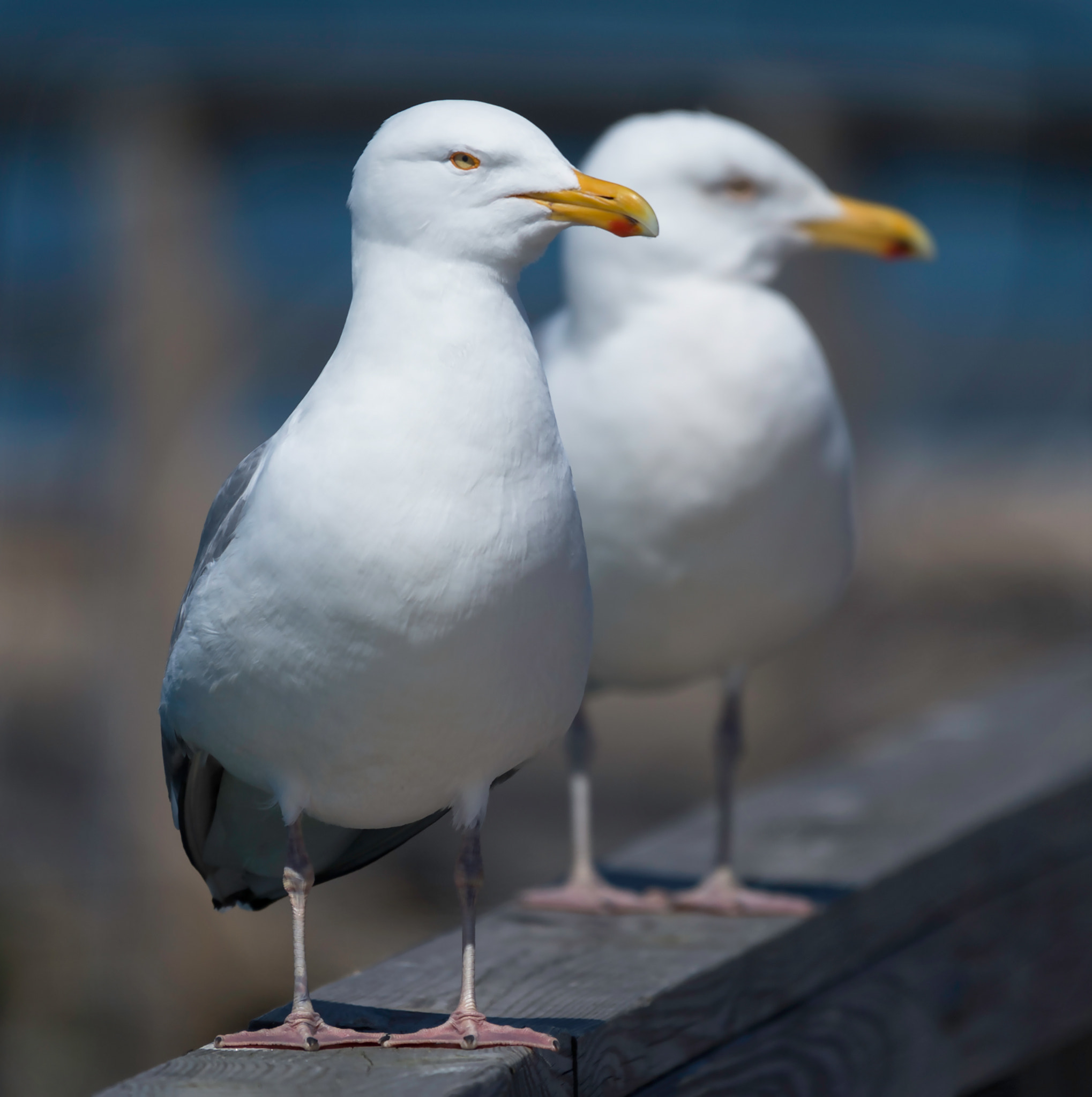 Nikon AF-S Nikkor 200-500mm F5.6E ED VR sample photo. Twin gulls photography