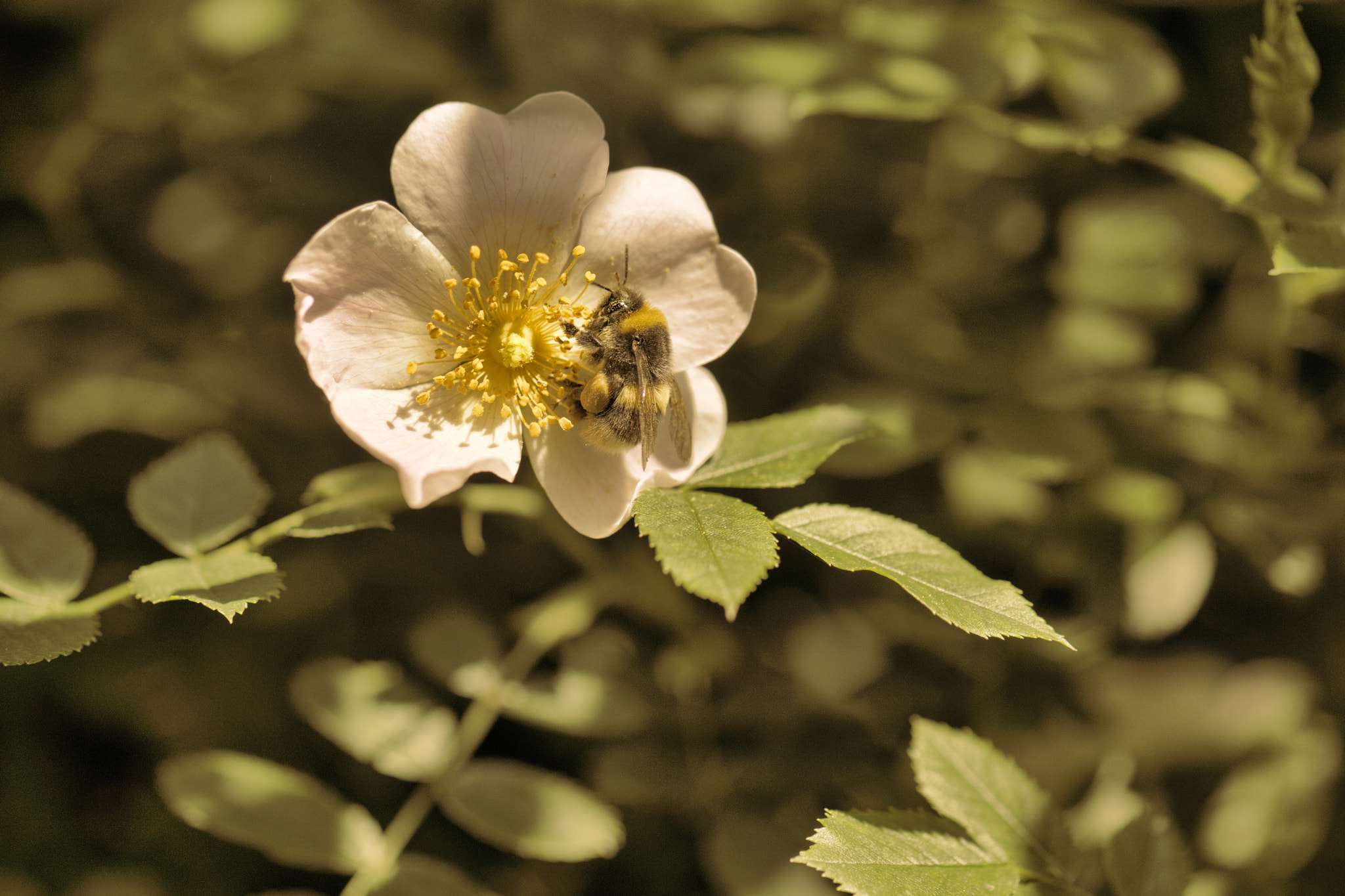 Nikon D3X sample photo. Worker photography