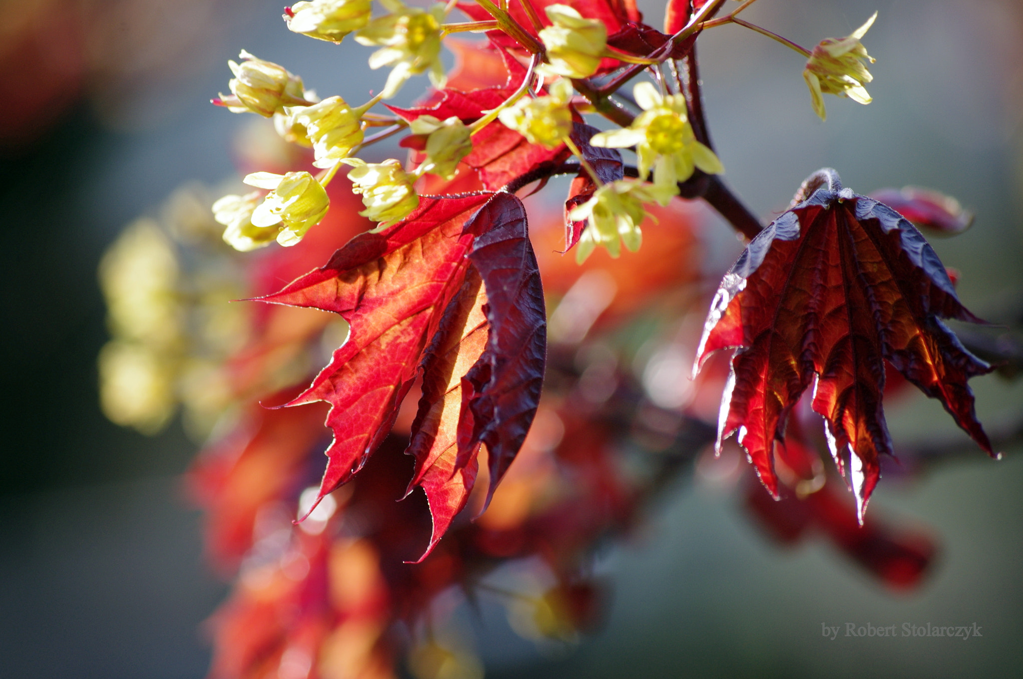 Pentax K-x sample photo. Spring in red photography