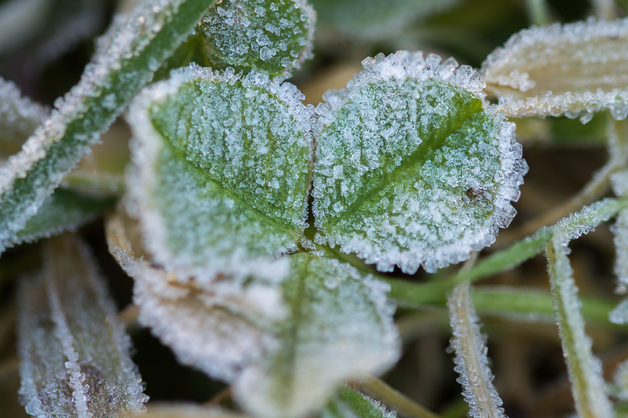 Sigma 105mm F2.8 EX DG OS HSM sample photo. Cloverleaf photography