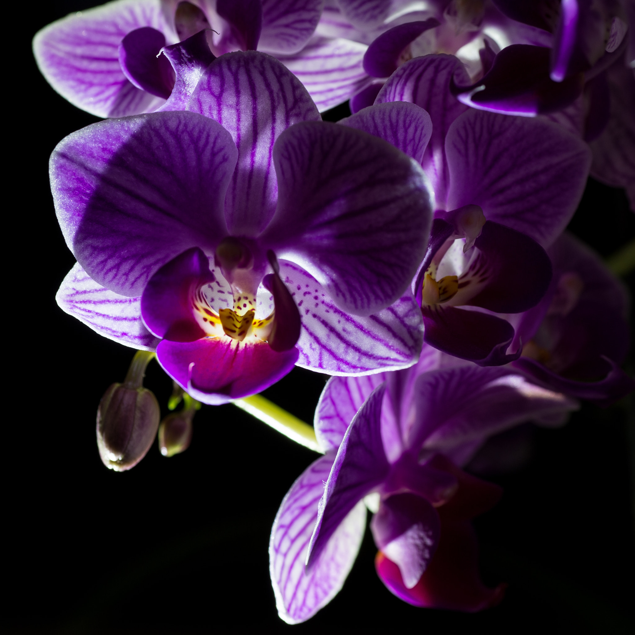 Nikon Df sample photo. Orchid portrait photography