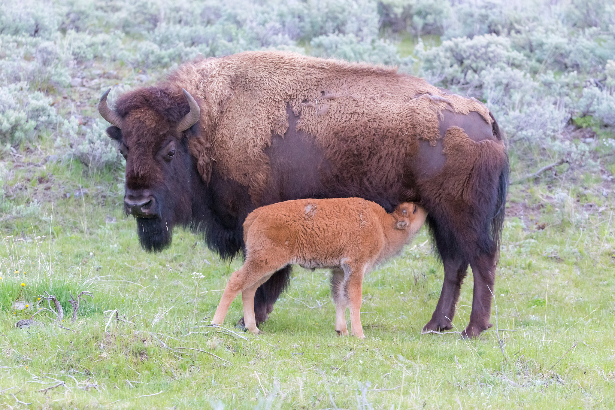 Canon EF 200-400mm F4L IS USM Extender 1.4x sample photo. Bison nursing photography
