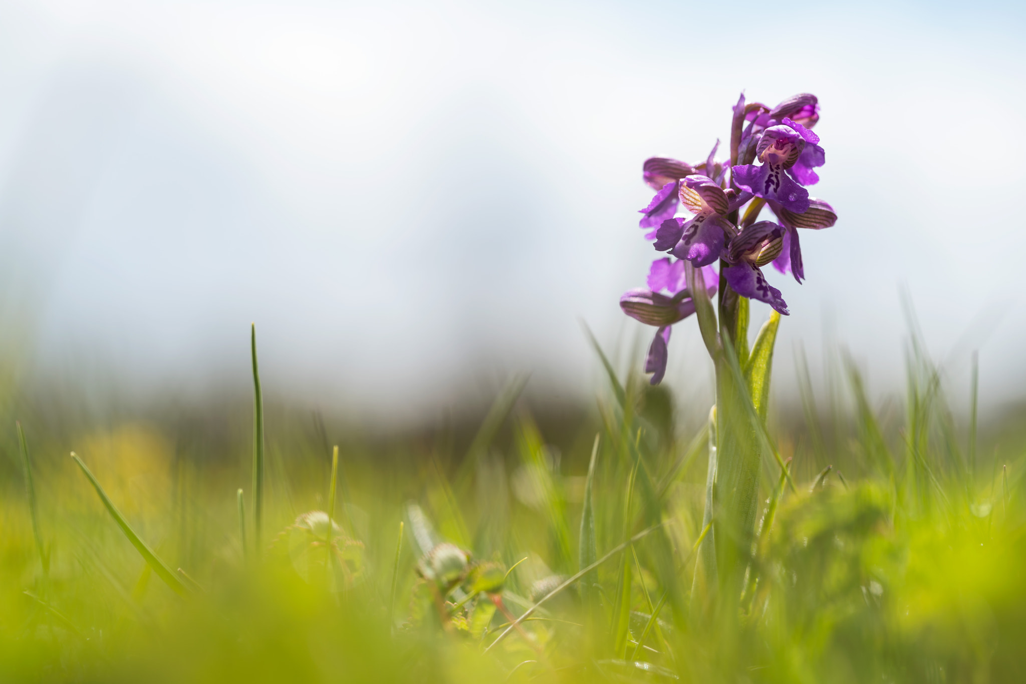 Sony a7R II + Canon EF 100mm F2.8L Macro IS USM sample photo. Green winged orchid photography