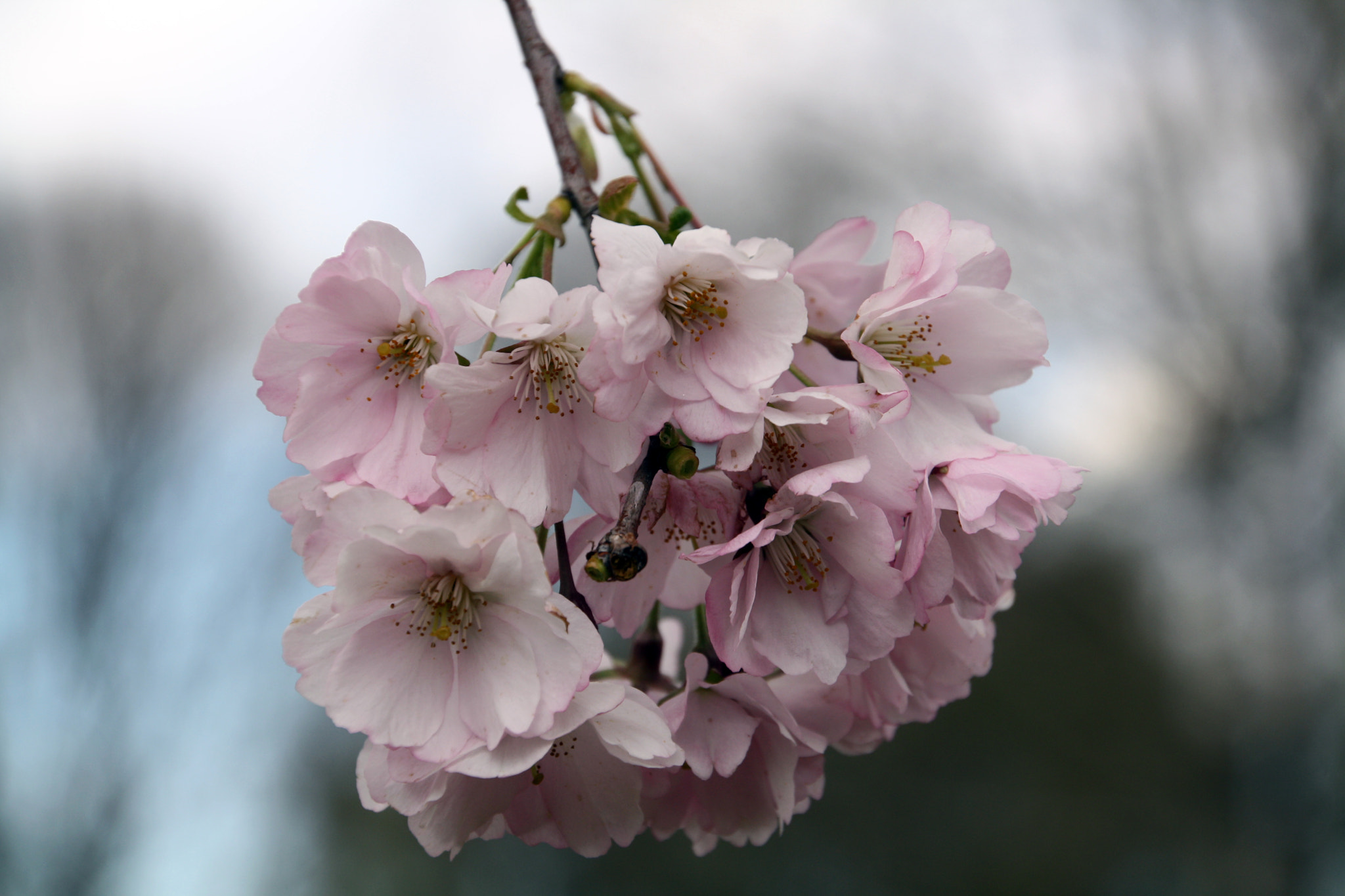 Canon EOS 1000D (EOS Digital Rebel XS / EOS Kiss F) sample photo. Sakura photography