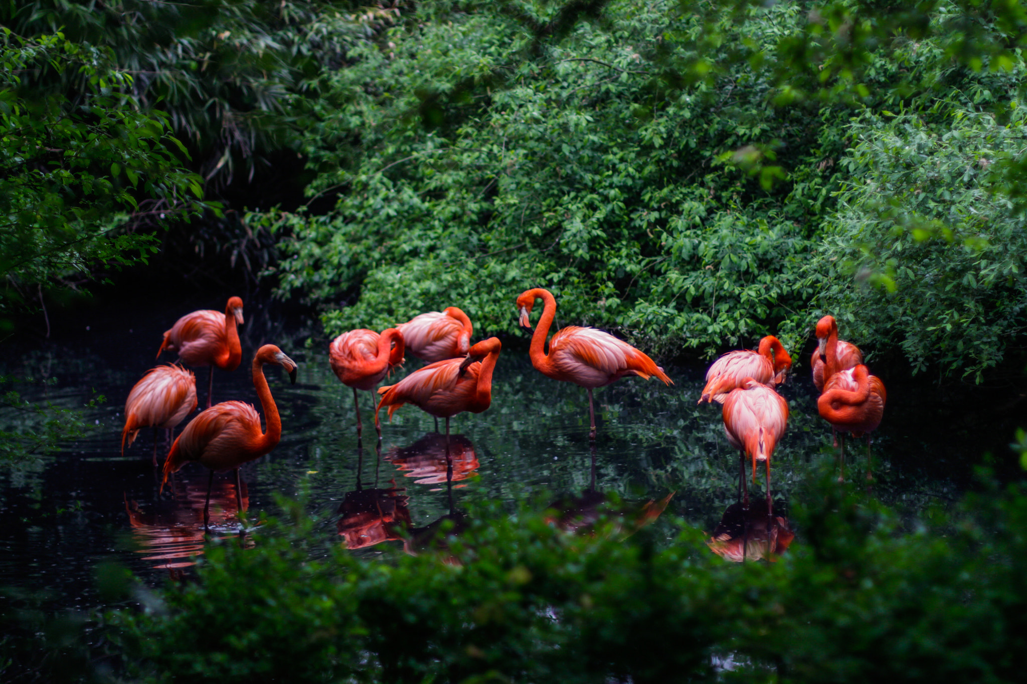 Canon EOS 650D (EOS Rebel T4i / EOS Kiss X6i) + Canon EF 50mm F1.4 USM sample photo. Pink flamingos photography