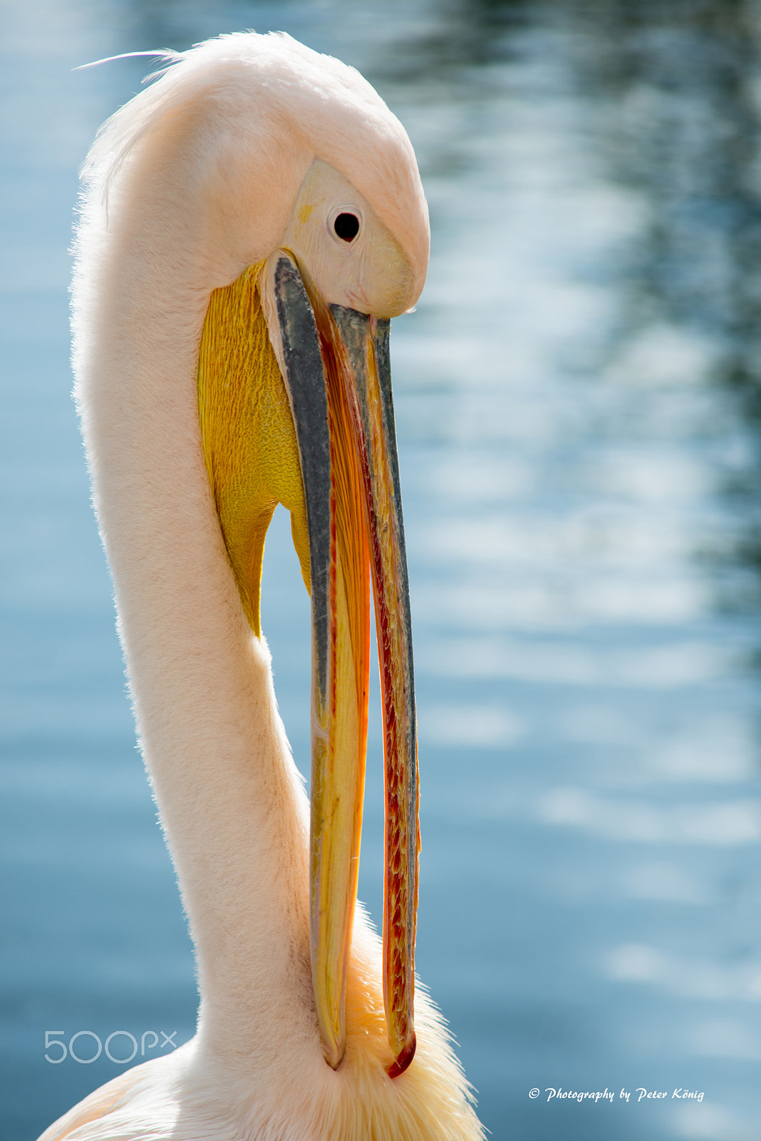 AF Nikkor 300mm f/4 IF-ED sample photo. Pelican photography