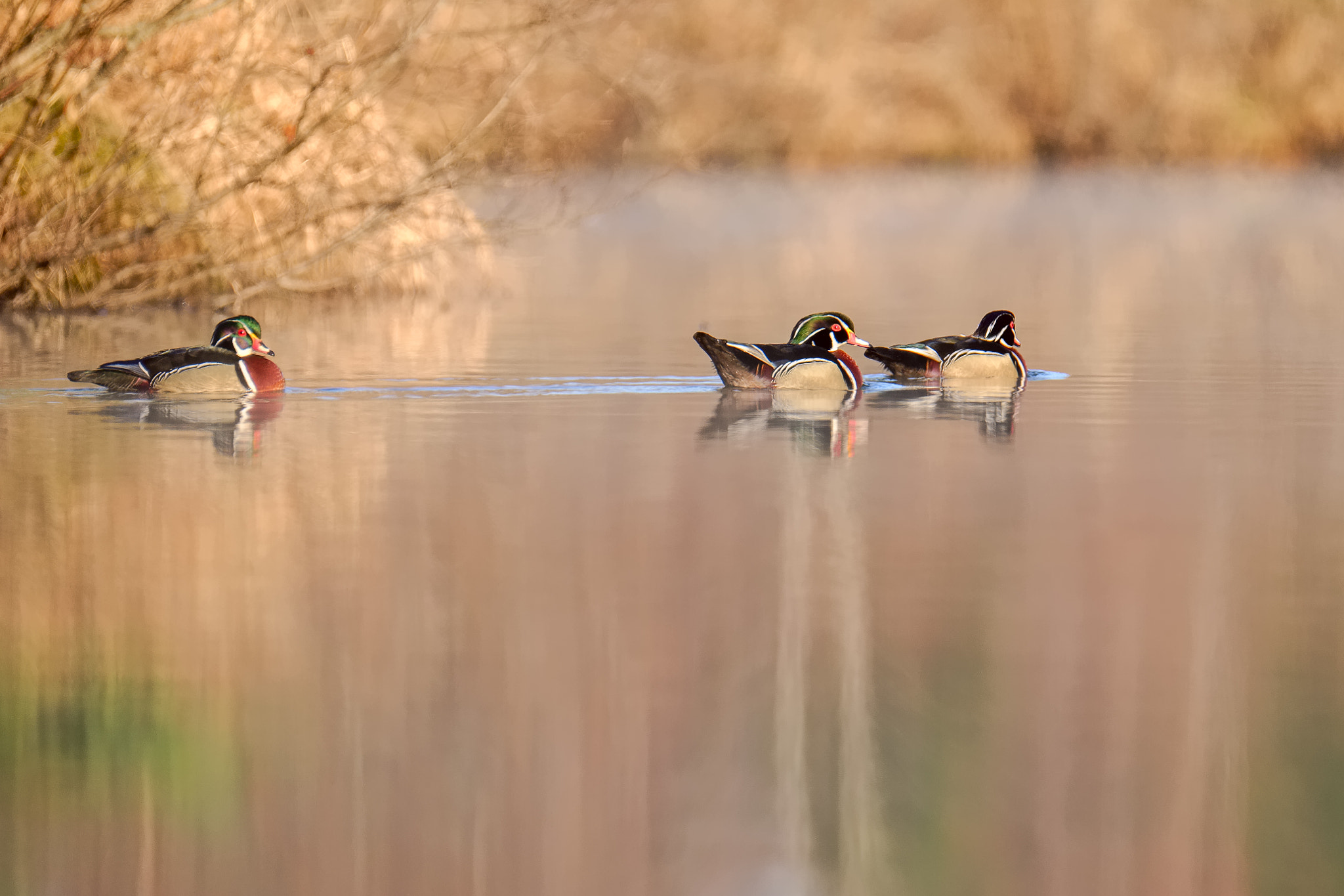 Fujifilm XF 100-400mm F4.5-5.6 R LM OIS WR sample photo. Early morning wood ducks photography